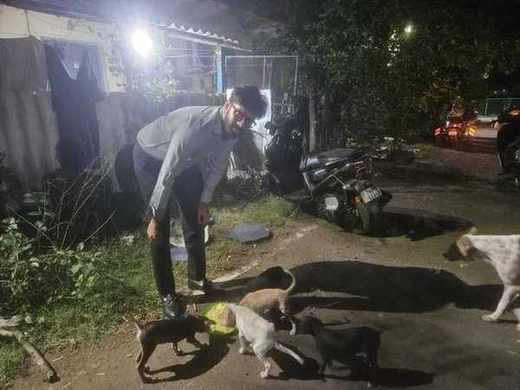 Feeding 500 Stray Dogs